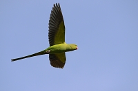 Halsbandparkiet (Psittacula krameri) 3-2017 6290